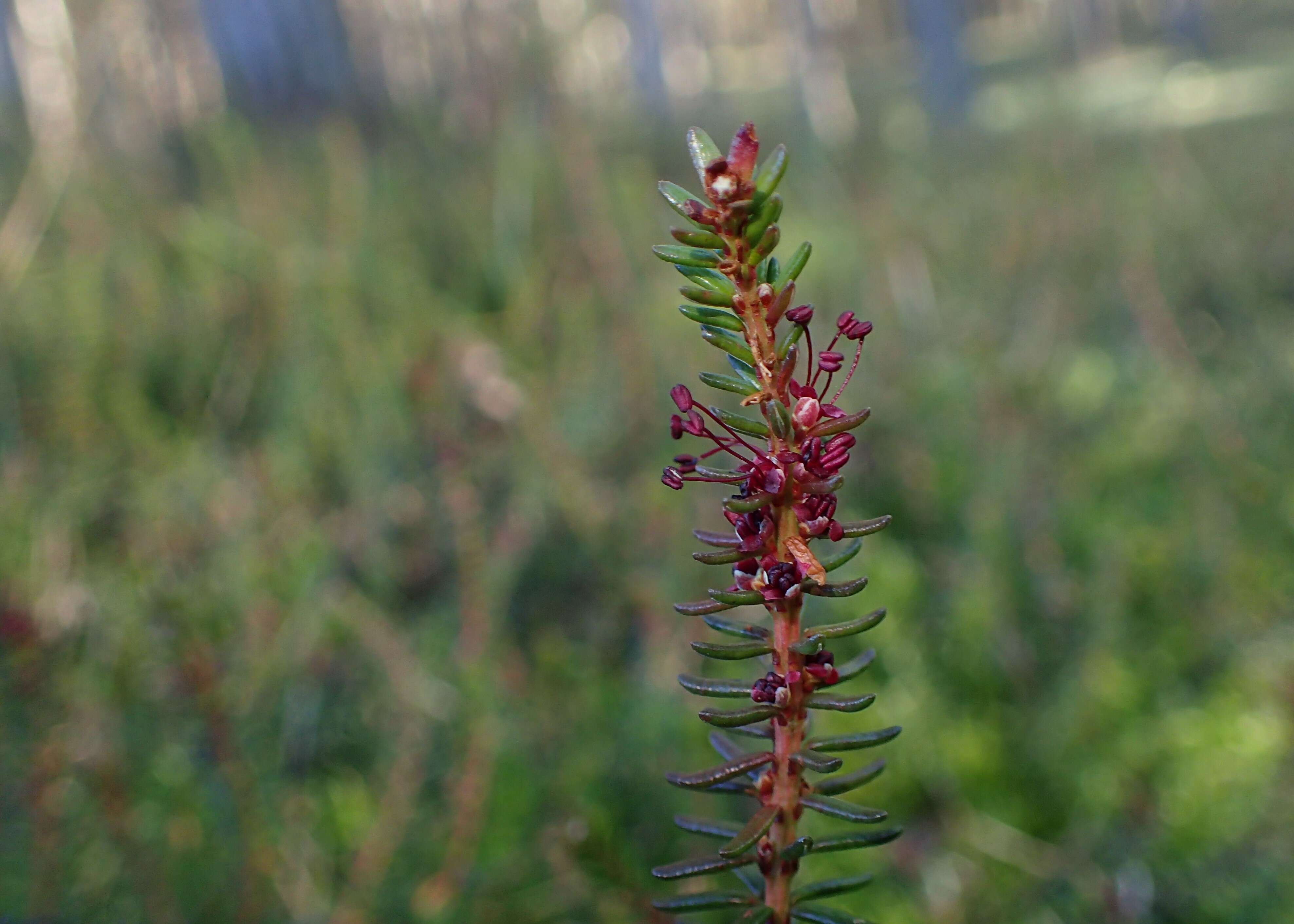 Image of black crowberry