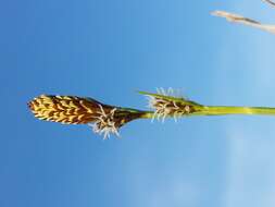 Image of spring-sedge