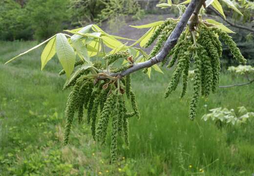 Image of nutmeg hickory