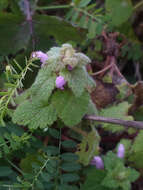 Image of purple archangel