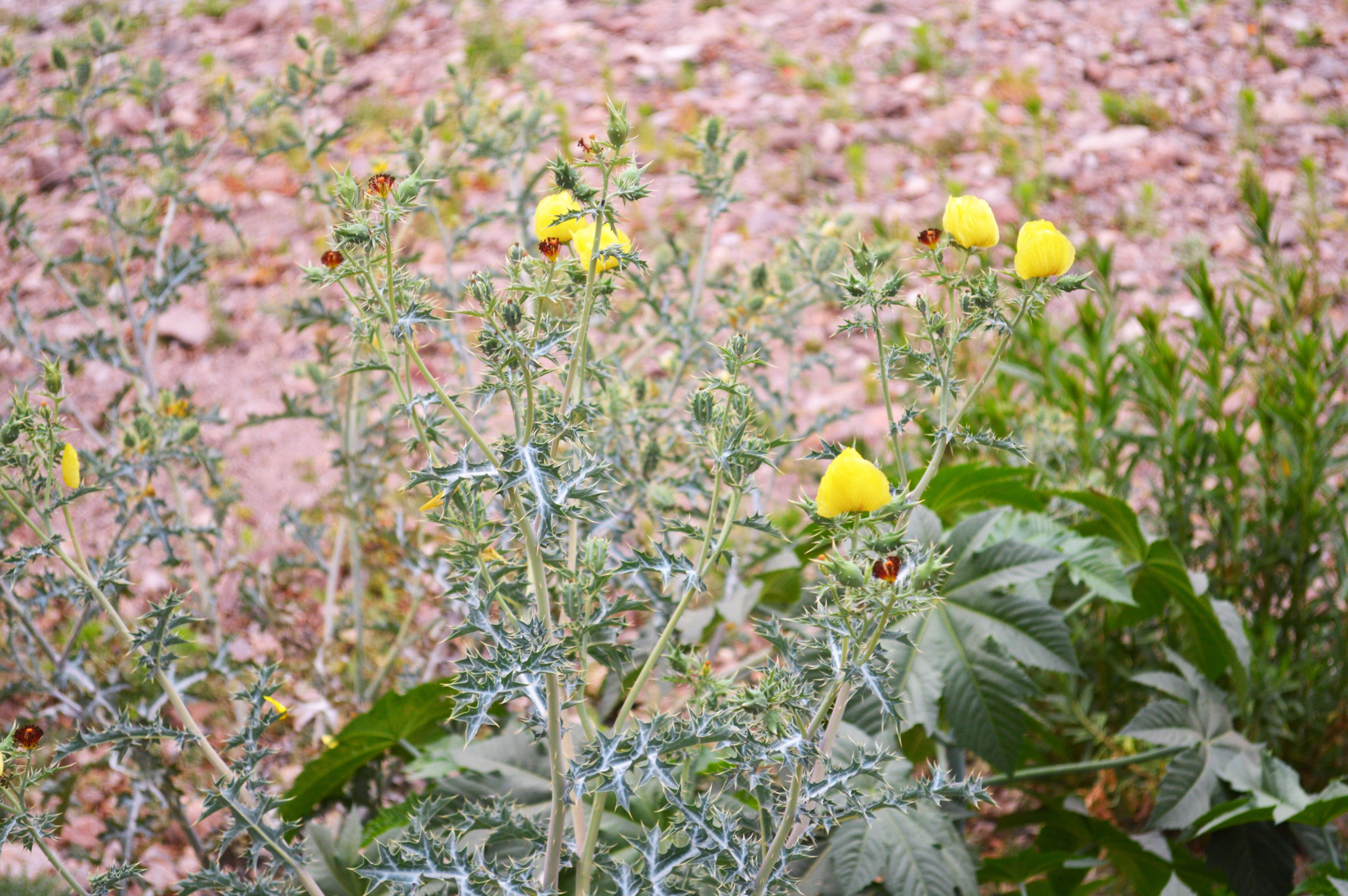 Image of Mexican pricklypoppy