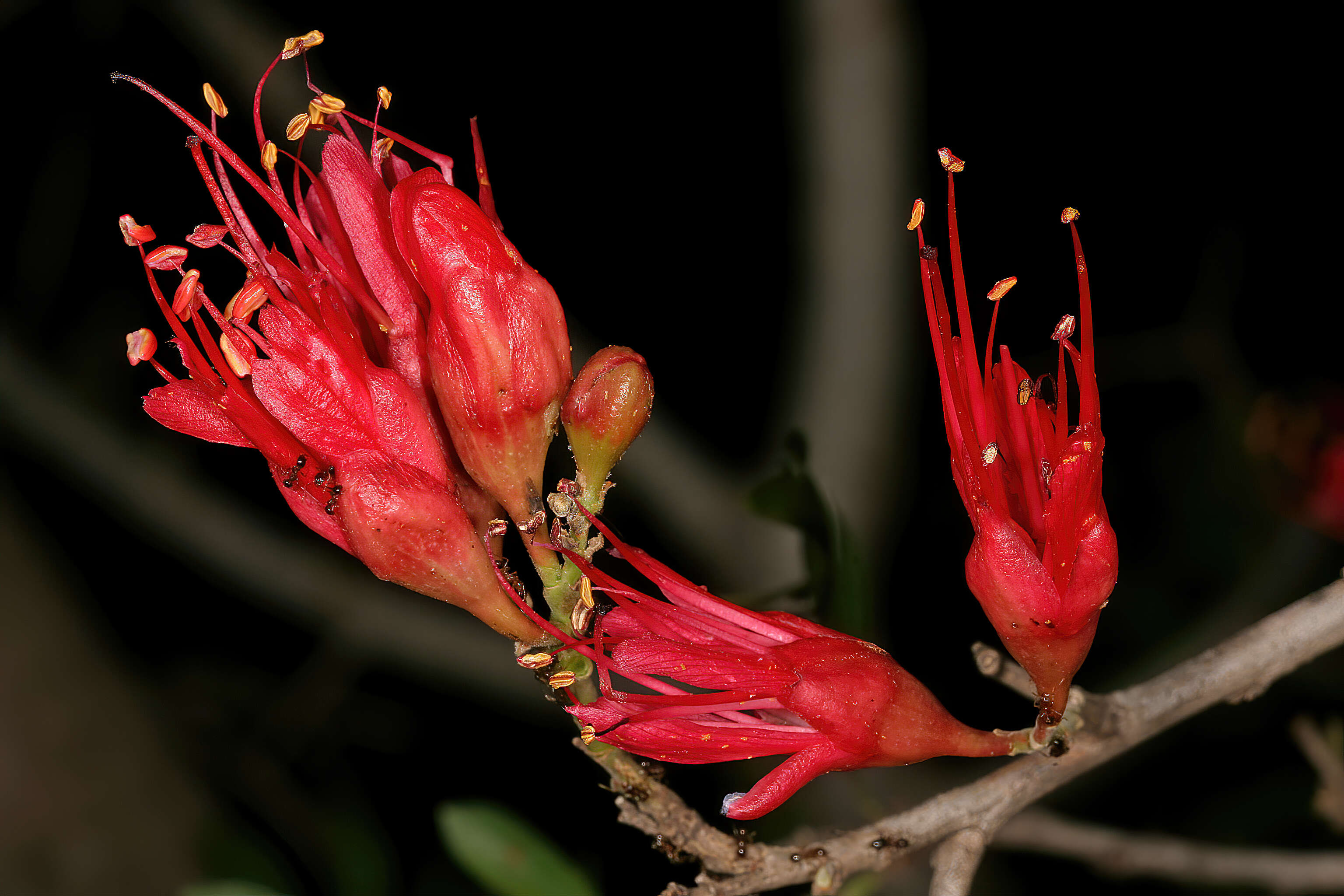 Image of Hottentot's Bean