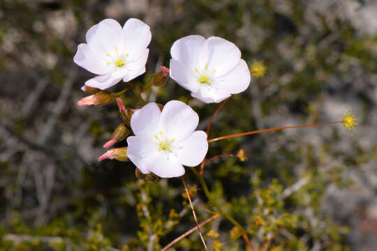 Image of Drosera menziesii subsp. penicillaris (Benth.) N. Marchant & Lowrie