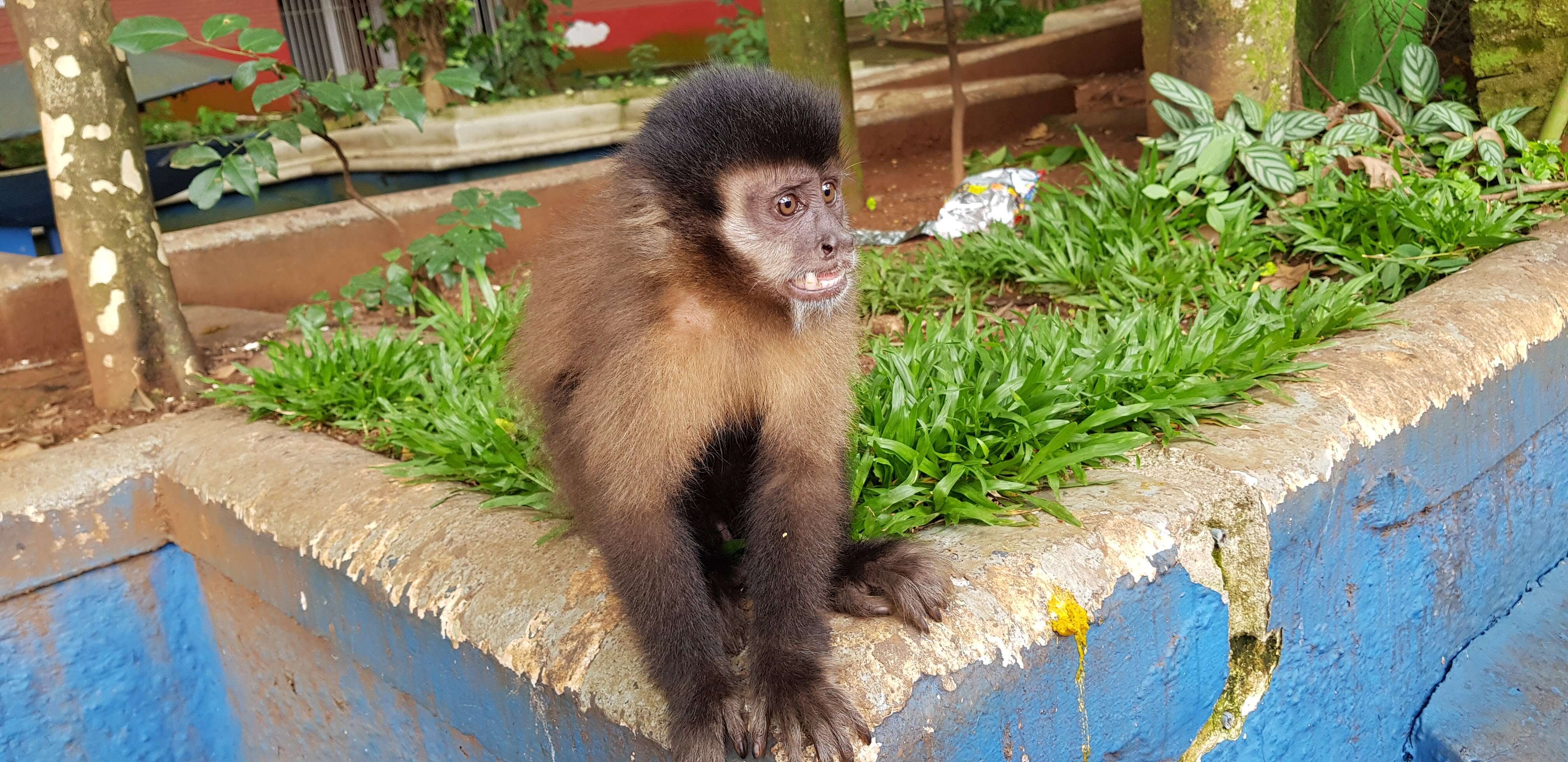 Image of Black Capuchin