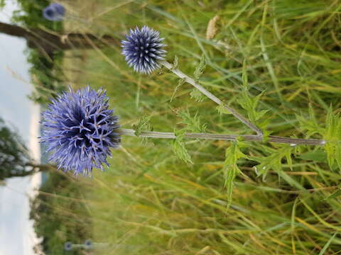 Image of Echinops bannaticus Rochel ex Schrad.