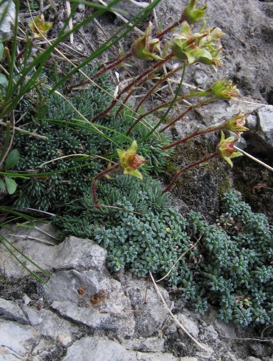 Plancia ëd Saxifraga aretioides Lapeyr.