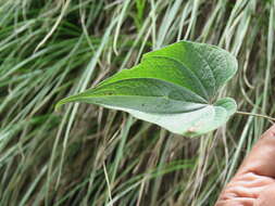 صورة Dioscorea deltoidea Wall. ex Griseb.