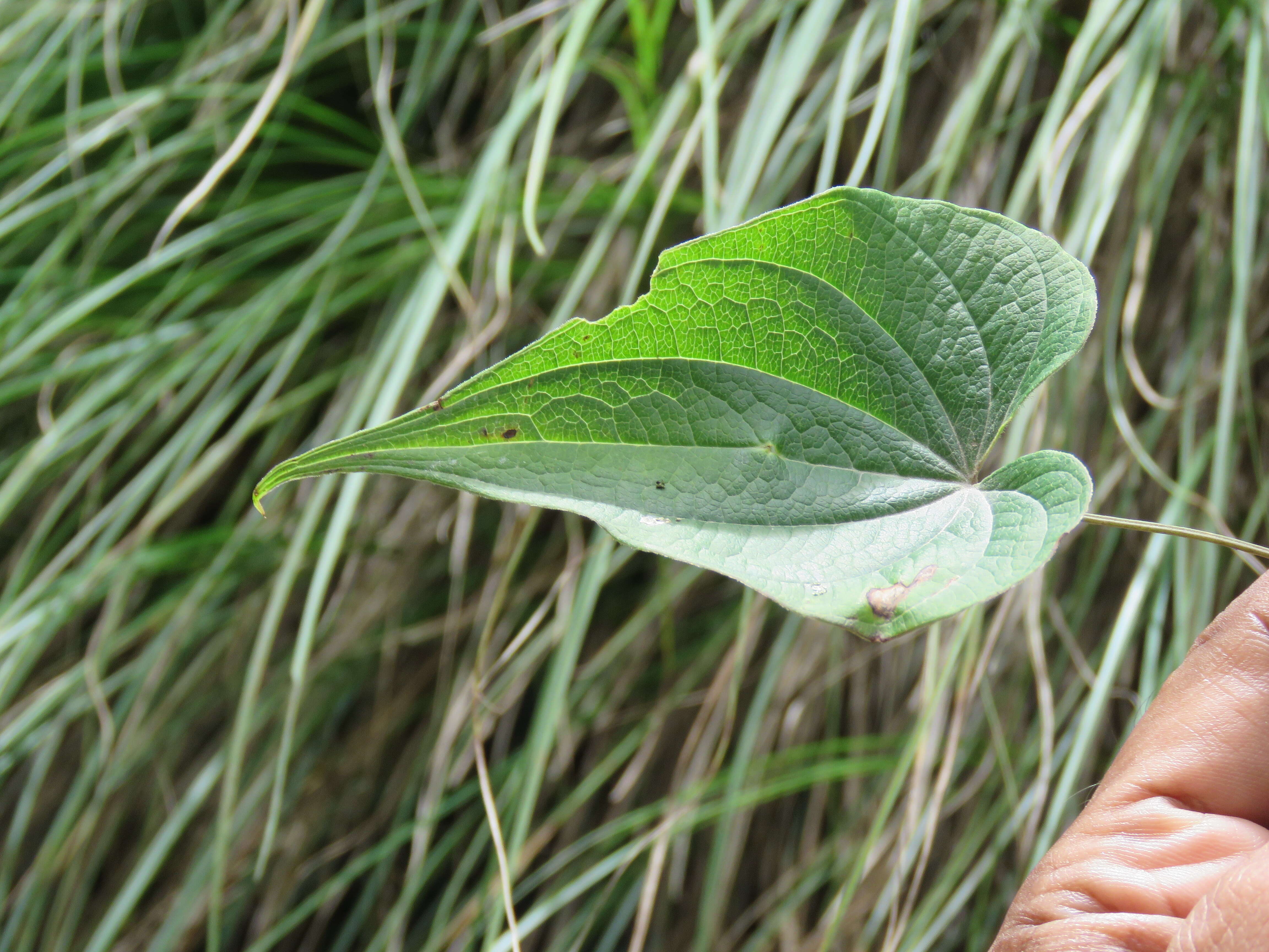 صورة Dioscorea deltoidea Wall. ex Griseb.