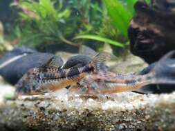 Image of peppered corydoras