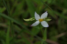 Image of Exacum tetragonum Roxb.