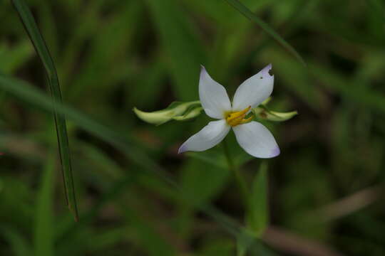 Image of Exacum tetragonum Roxb.