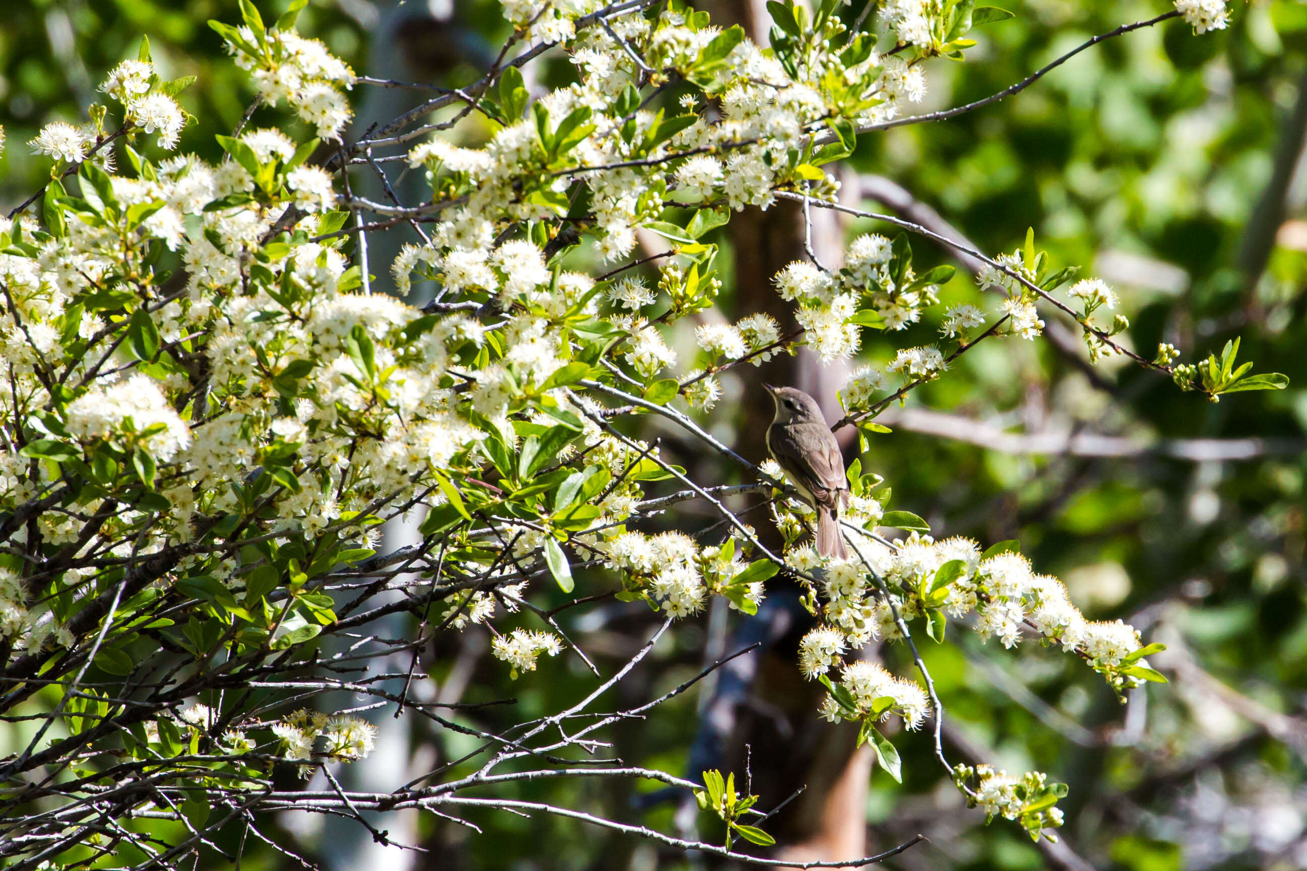 Vireo gilvus (Vieillot 1808) resmi