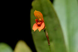 Plancia ëd Specklinia guanacastensis (Ames & C. Schweinf.) Pridgeon & M. W. Chase