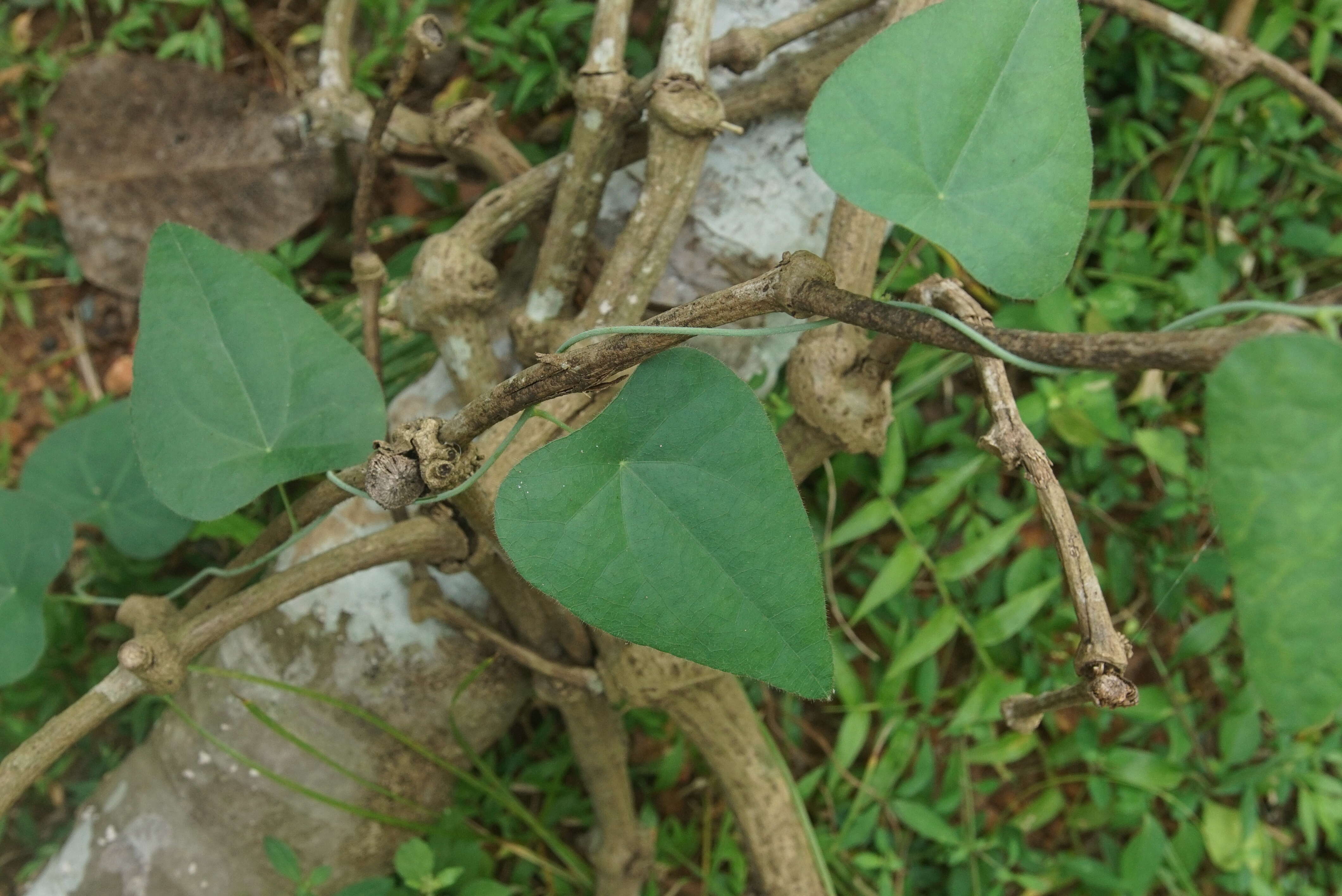 Image of Cyclea peltata Hook. fil. & Thoms.