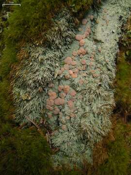 Image of peppermint drop lichen