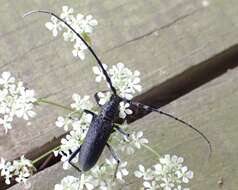 Image of capricorn beetle