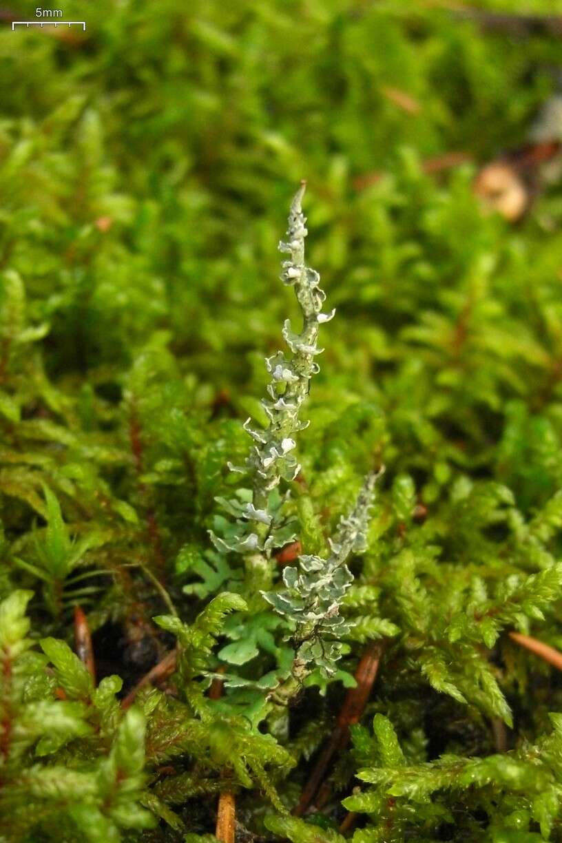 Image of cup lichen