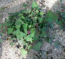 Image of Lactuca muralis