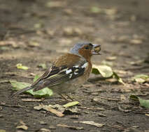 Image of Fringilla Linnaeus 1758