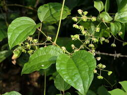 Слика од Clematis zeylanica (L.) Poir.