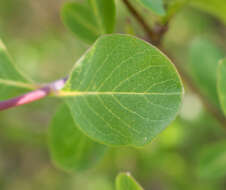 Image of Etruscan honeysuckle