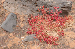 Mesembryanthemum nodiflorum L.的圖片