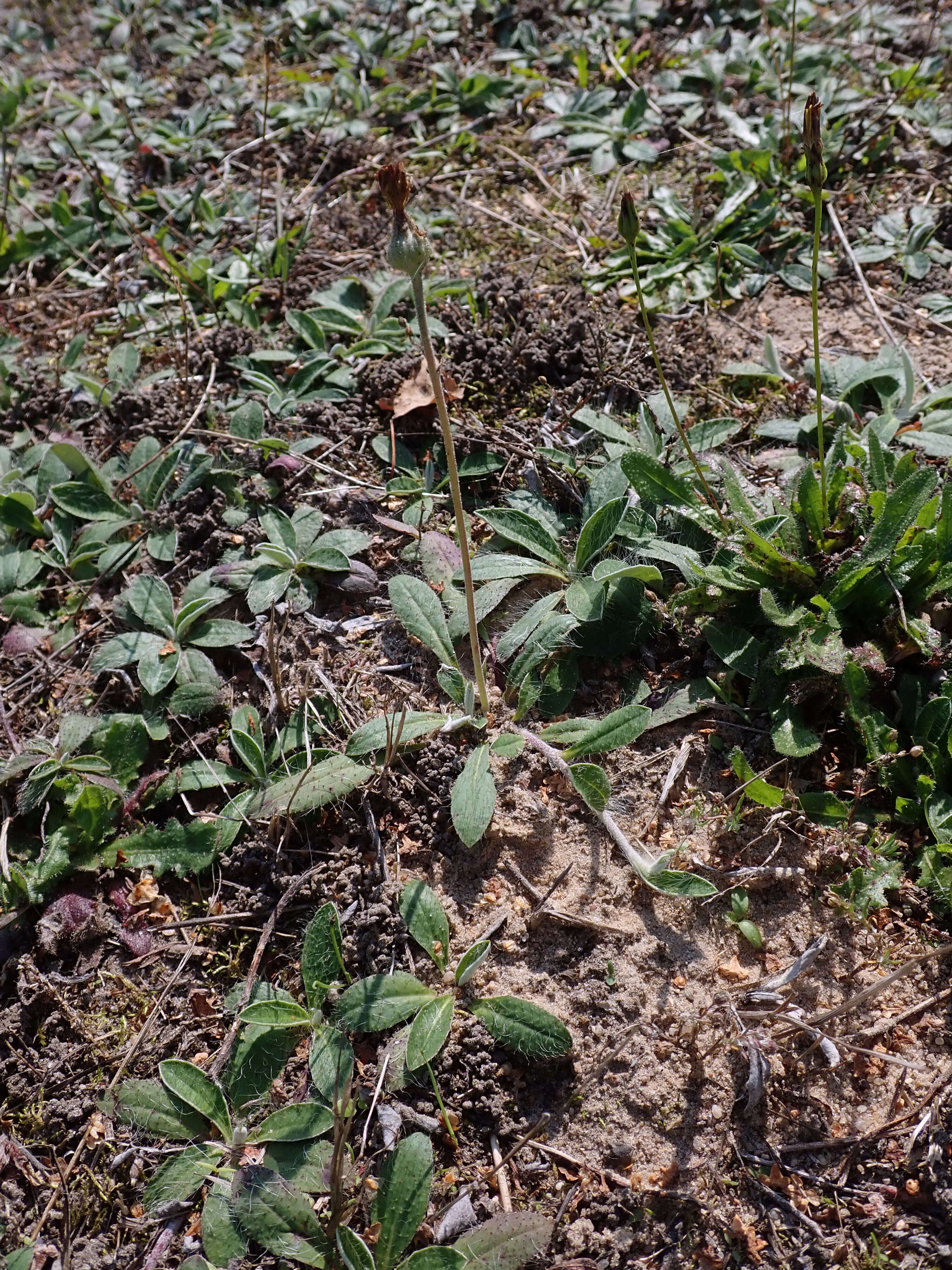 Image of Mouse-ear-hawkweed