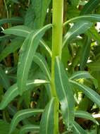 Image of Marsh Spurge