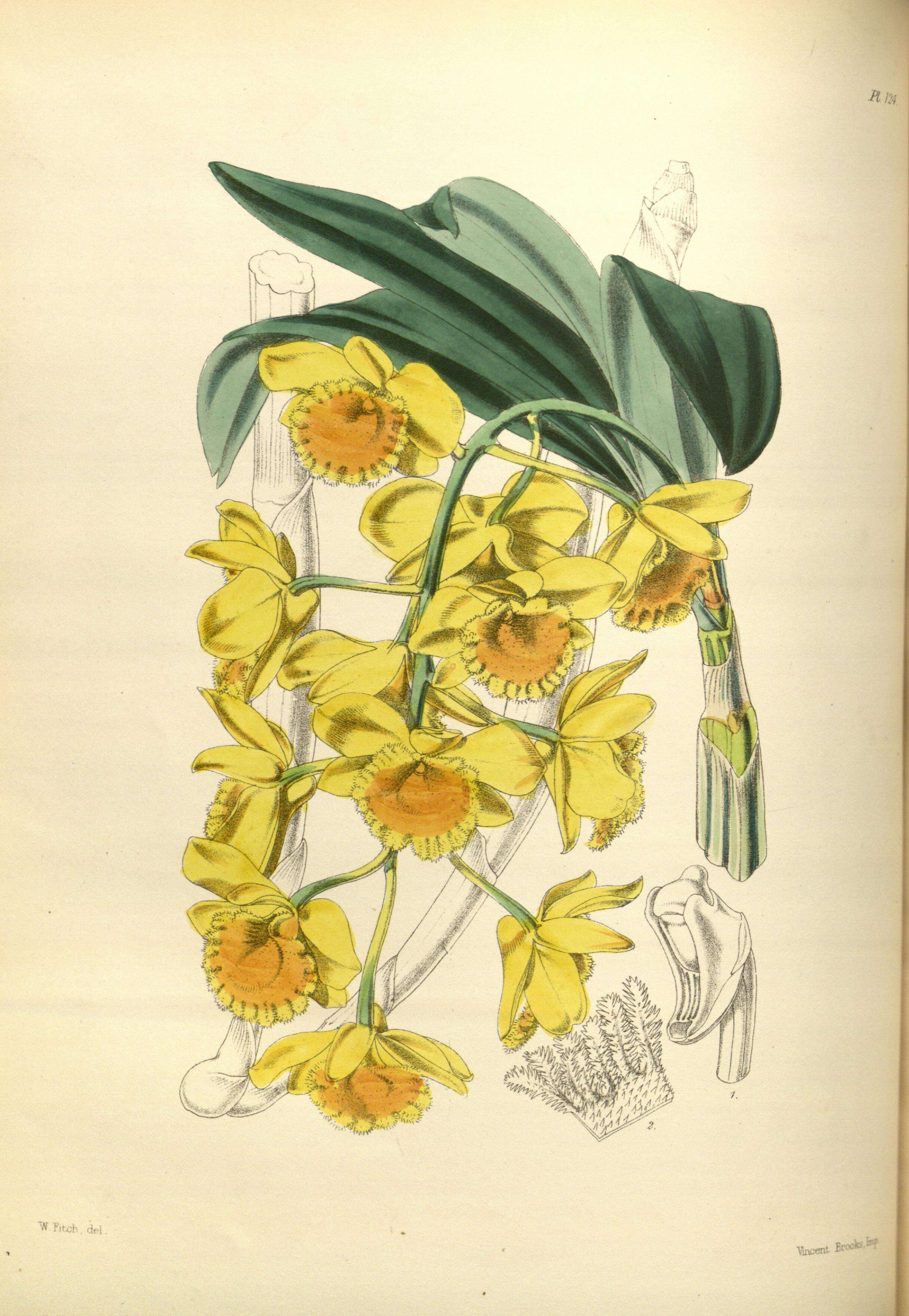 صورة Dendrobium chrysotoxum Lindl.