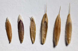 Imagem de Bromus ciliatus L.