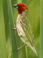 Image of Red-headed Quelea