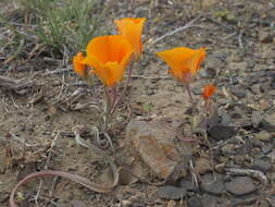 Imagem de Calochortus kennedyi Porter