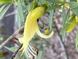 Image of Eremophila maculata (Ker-Gawler) F. Muell.