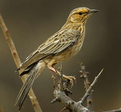 Image of Pink-breasted Lark