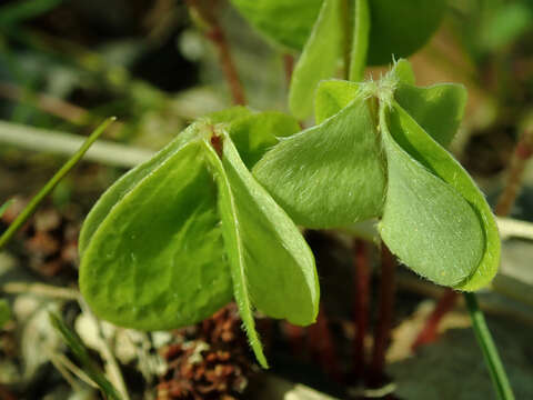 Imagem de Oxalis acetosella L.