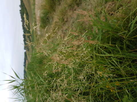 Image of Tufted Hair-grass