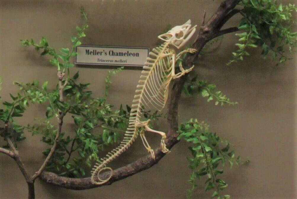 Image of Giant One-Horned Chameleon