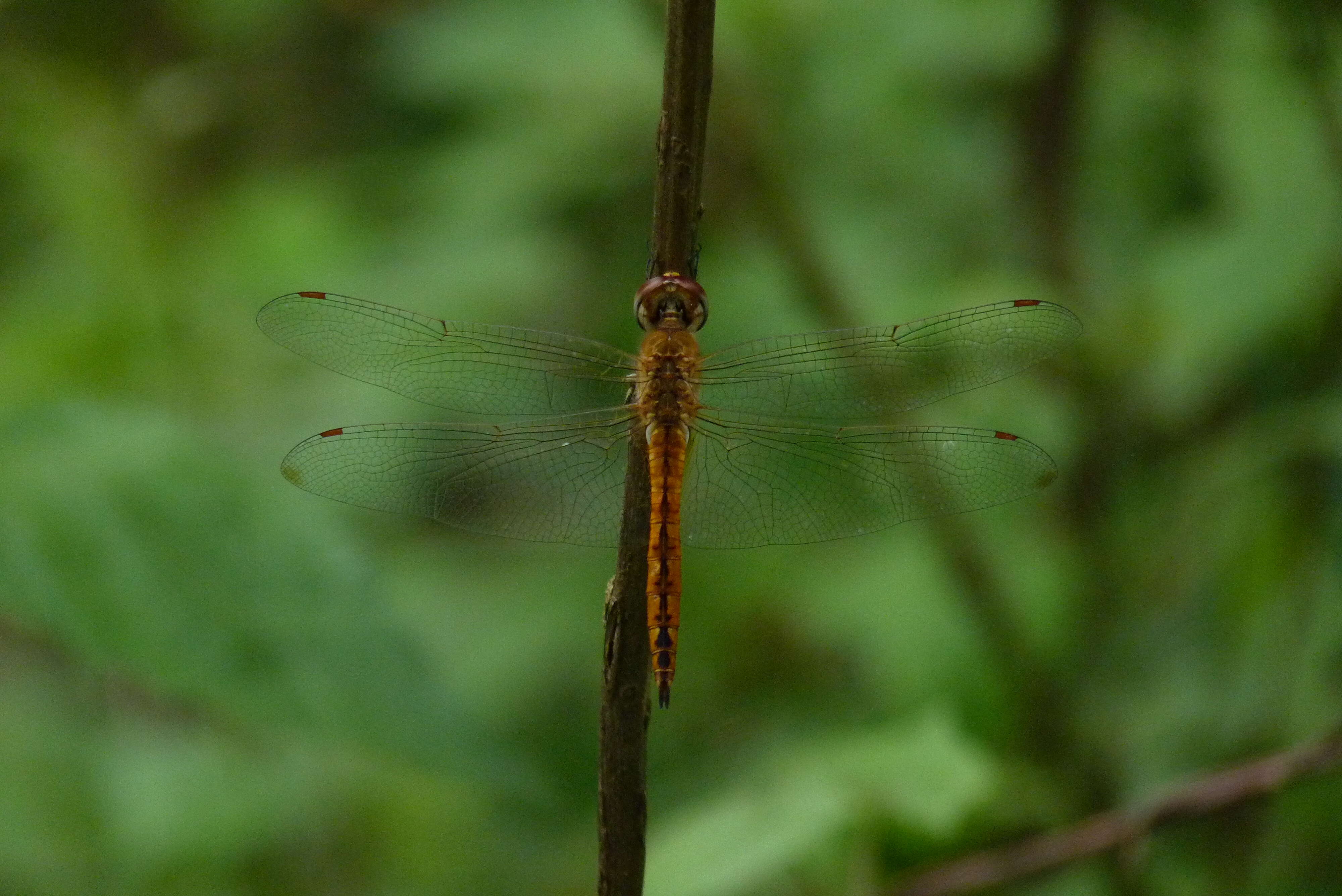 Image of Rainpool Gliders