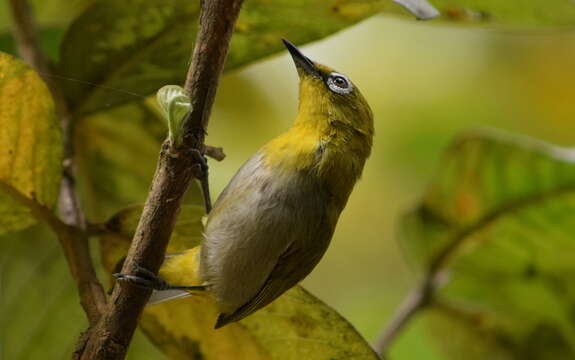 Image of Indian White-eye