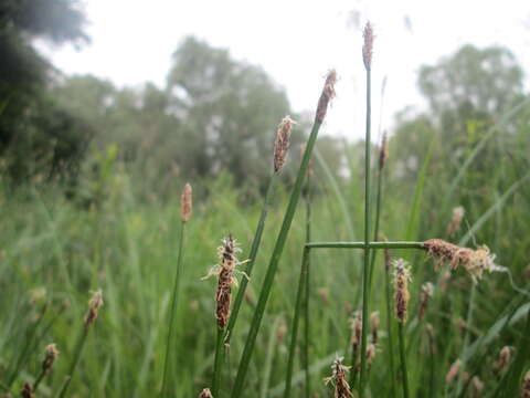 Image of Common Spike-rush