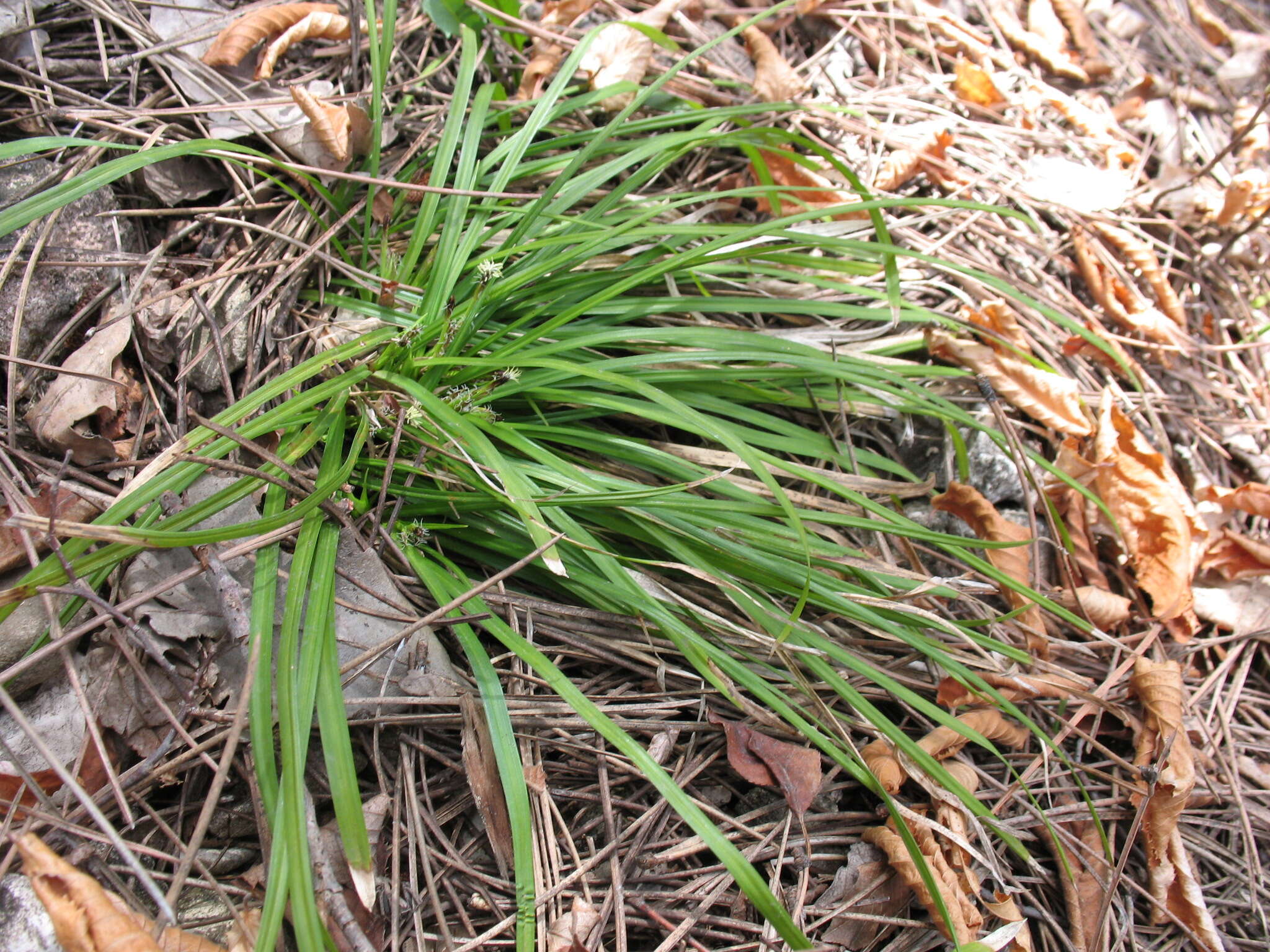 Image of Longstalk sedge