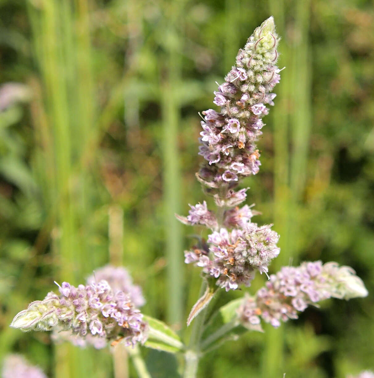 Image of Horse Mint