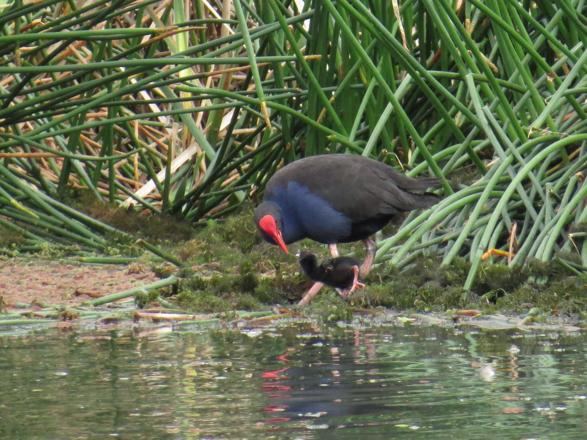 Image of Australasian Swamphen