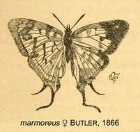 Image of Stugeta marmoreus