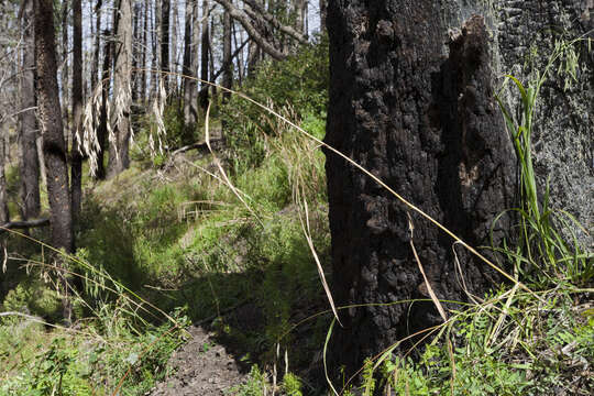 Image of fringed brome