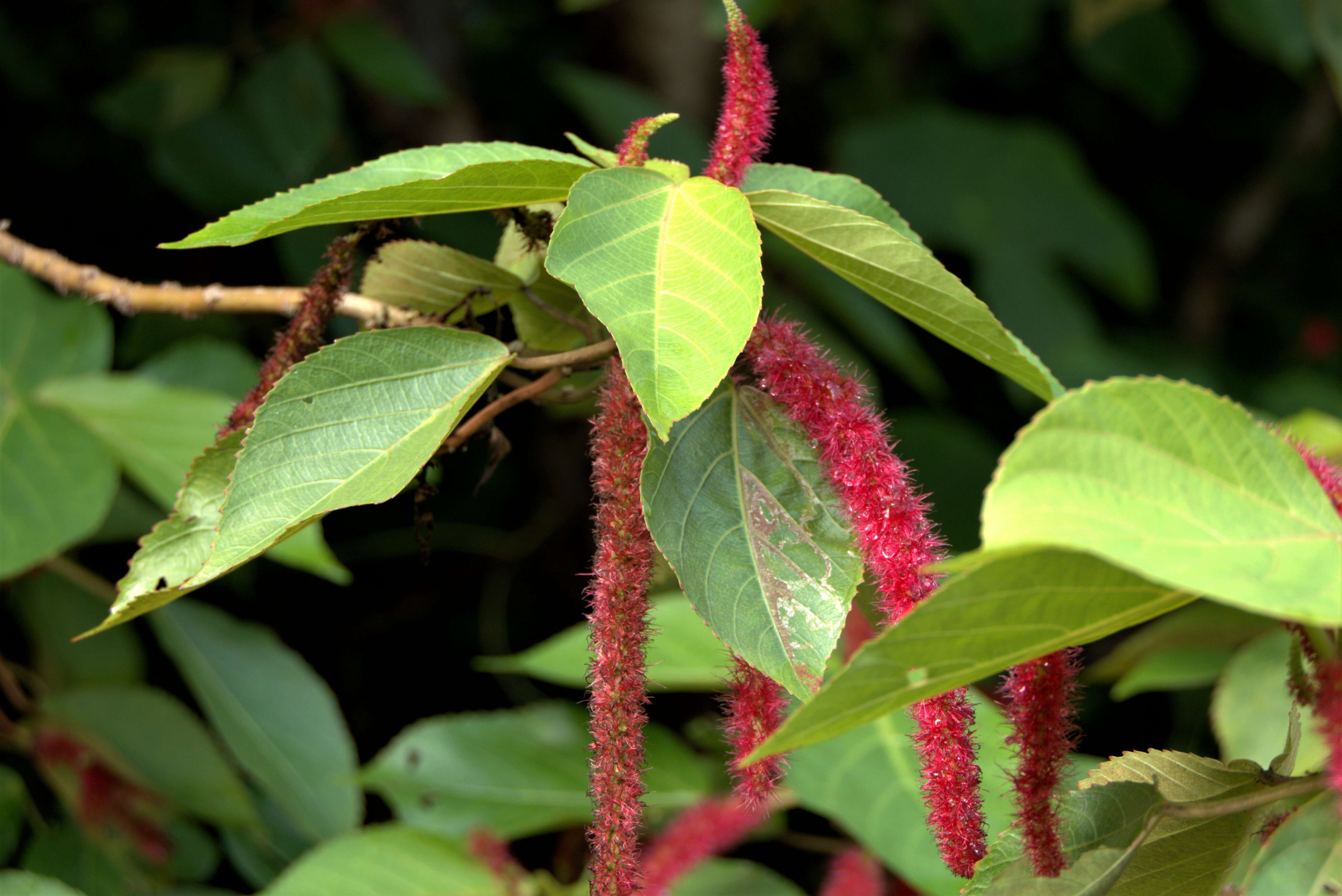 Imagem de Acalypha hispida Burm. fil.