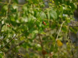 Image of Cadaba fruticosa (L.) Druce