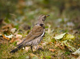 Image of Fieldfare