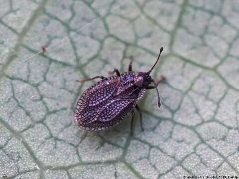 Image of Lace bug