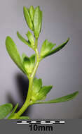 Image of american speedwell